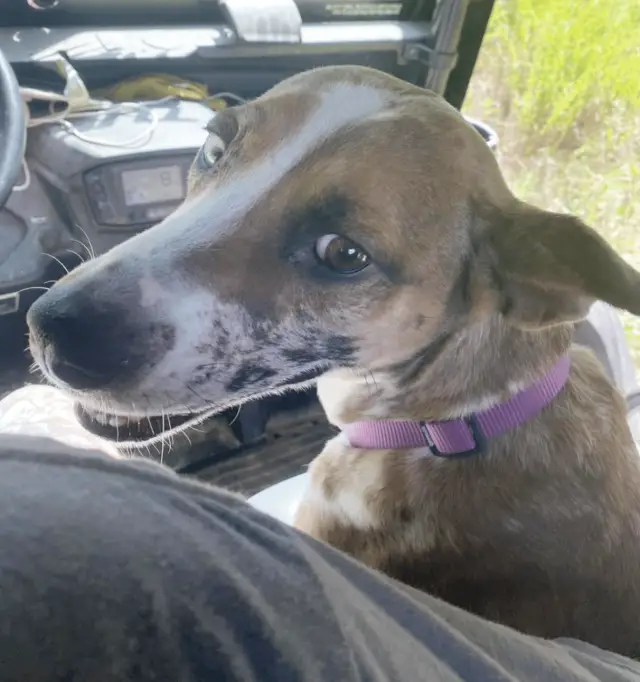 De Lixo ao Amor: A Transformação Comovente da Cachorra Sadie Após o Abandono De Lixo ao Amor: A Transformação Comovente da Cachorra Sadie Após o Abandono